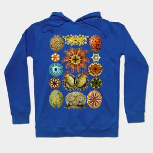 Ernst Haeckel Ascidiae Sea Squirts Natural Hoodie